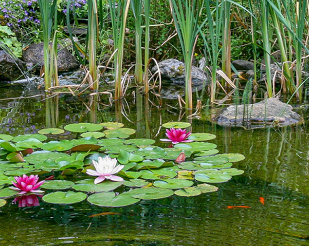 Gartenteich