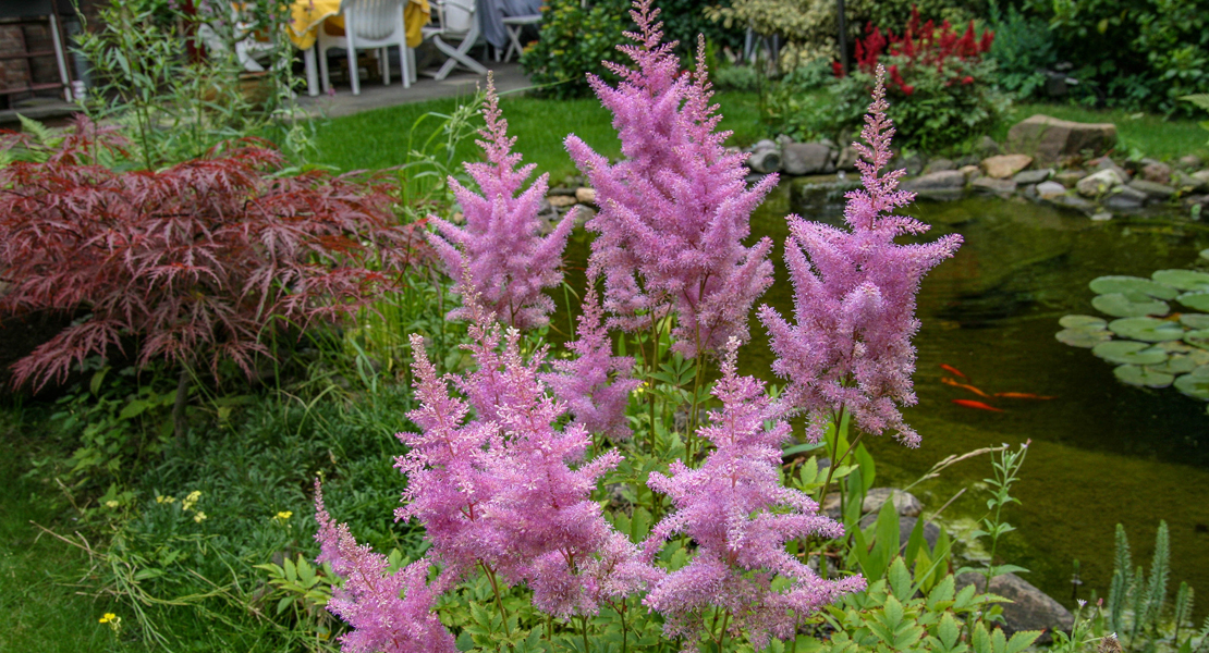 Astilbe