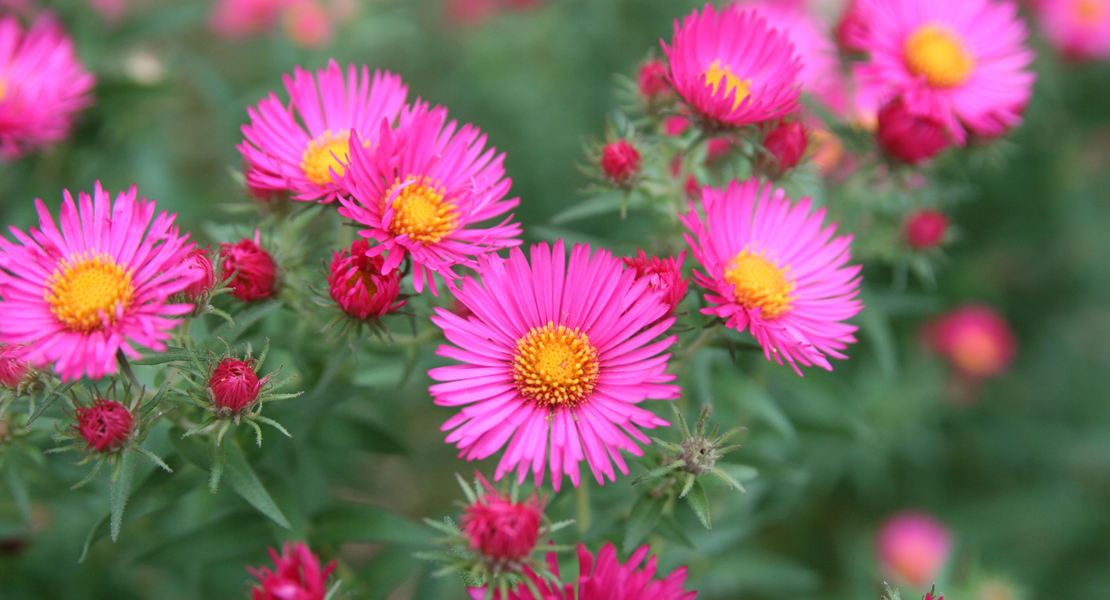 Herbstaster
