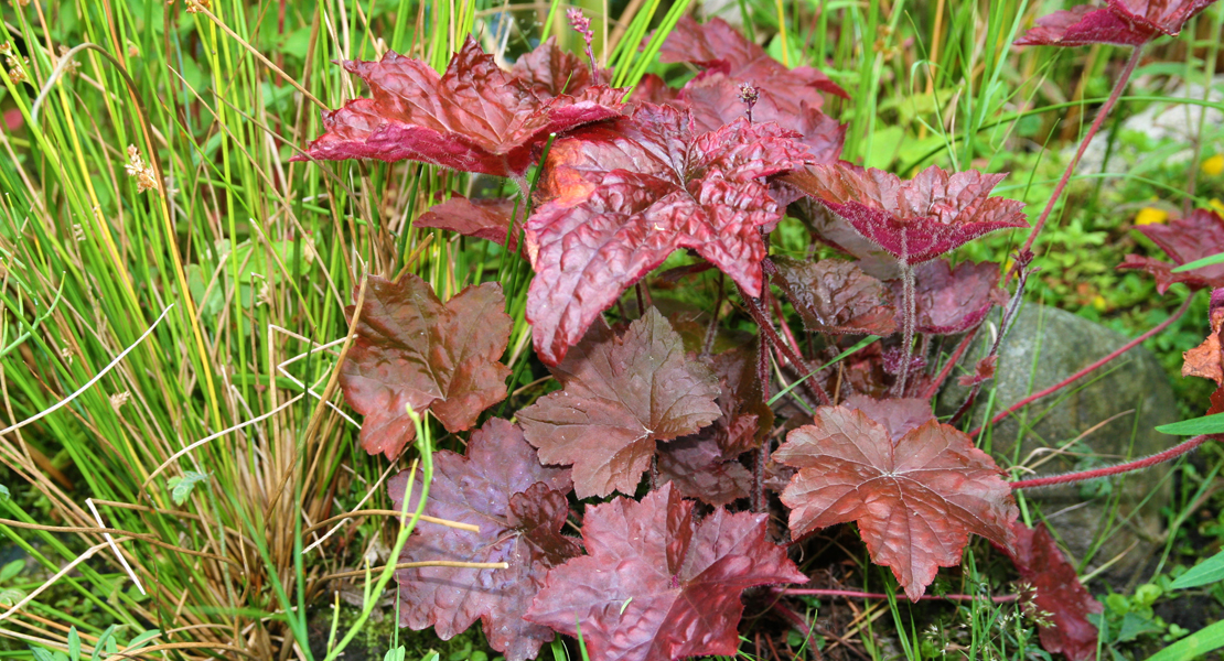 Heuchera