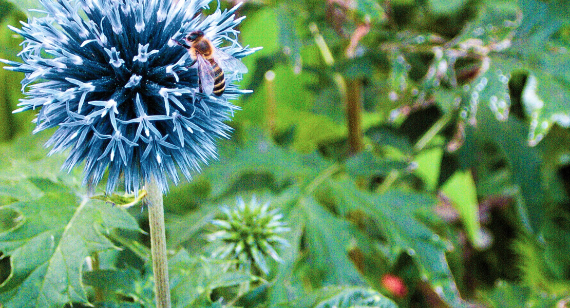 Kugeldistel