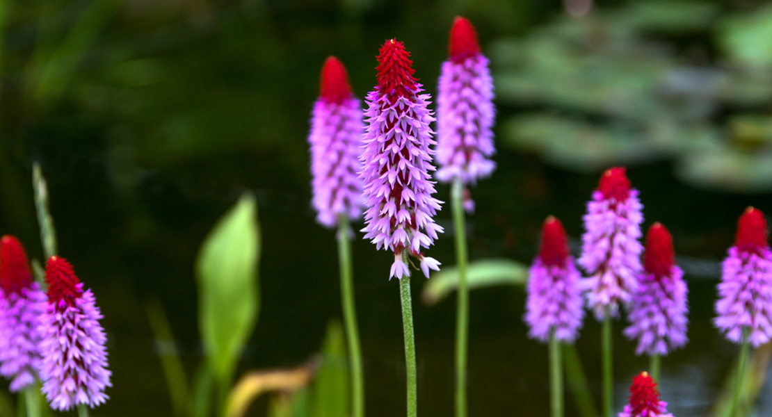 Orchideenprimel