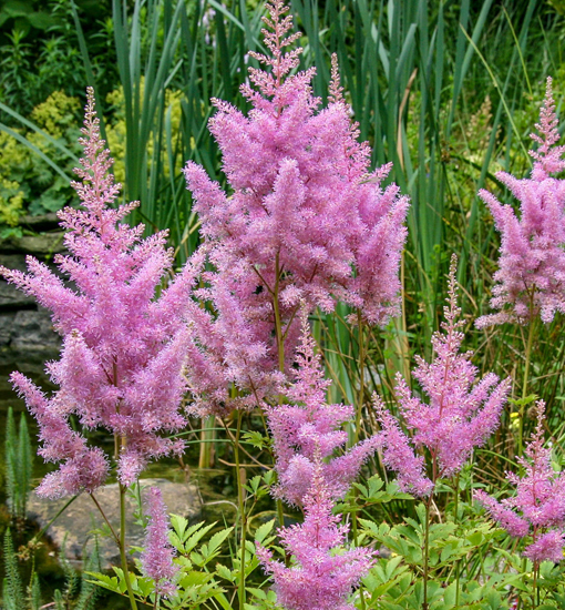Astilbe