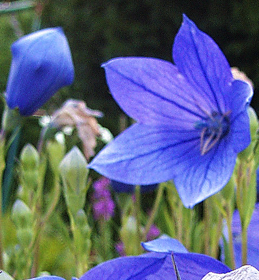 Ballonblume