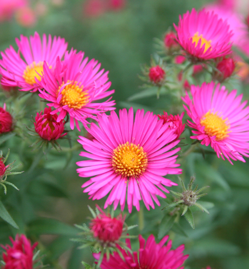 Herbstaster