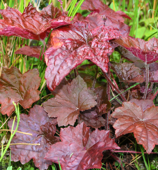 Heuchera