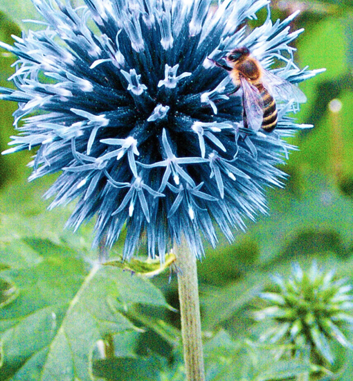 Kugeldistel
