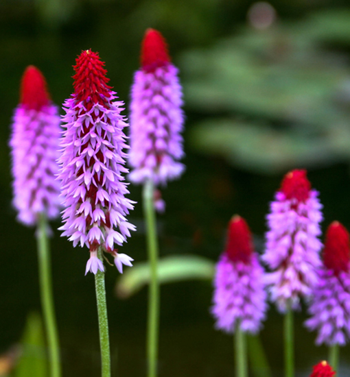 Orchideenprimel