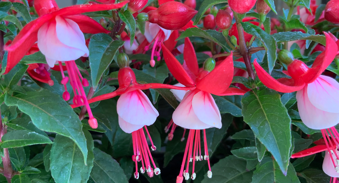 Fuchsie