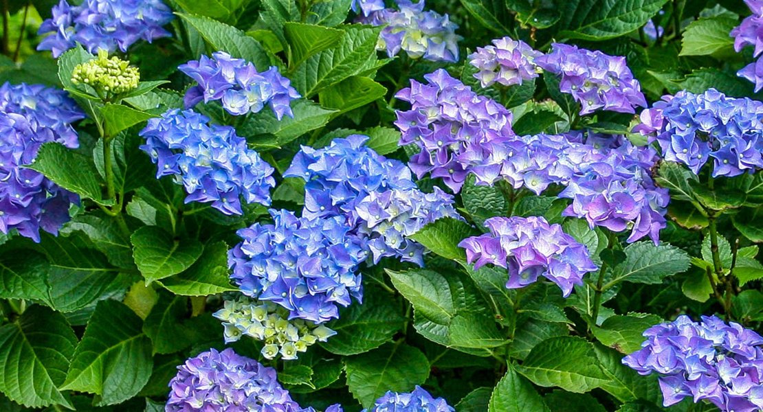 Gartenhortensie