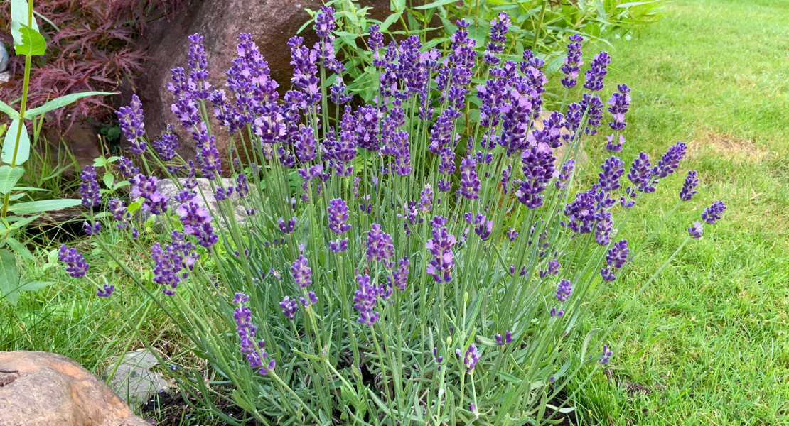 Echter Lavendel