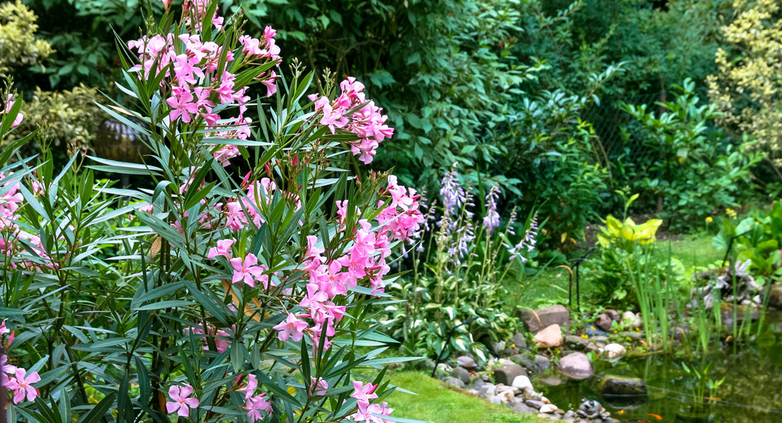 Oleander