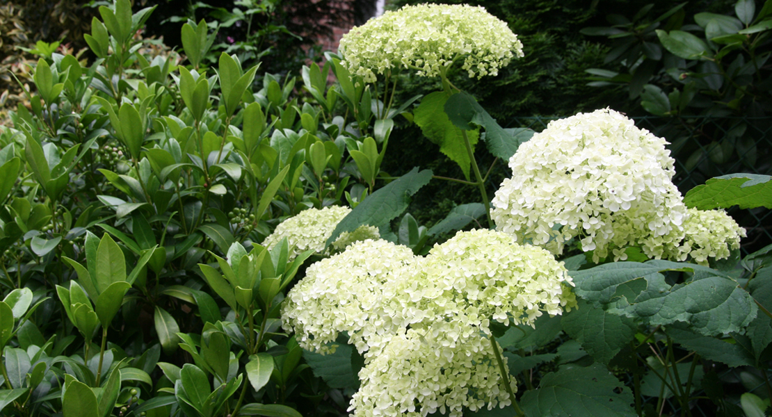Waldhortensie