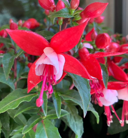 Fuchsie