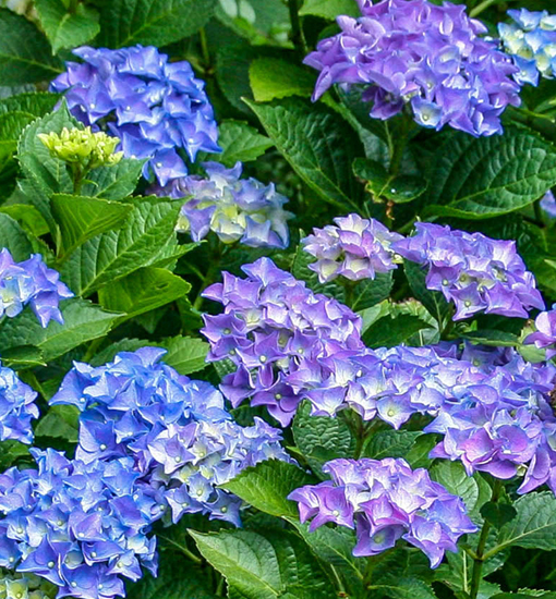 Gartenhortensie