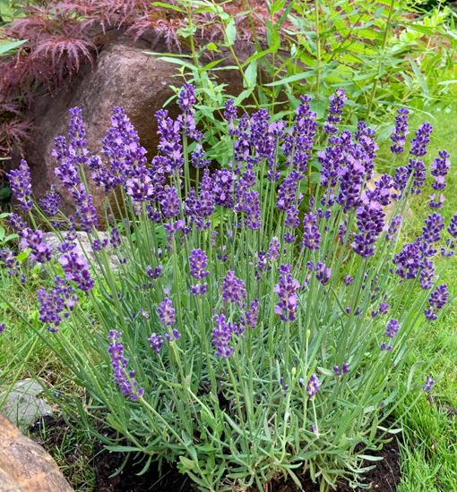Echter Lavendel