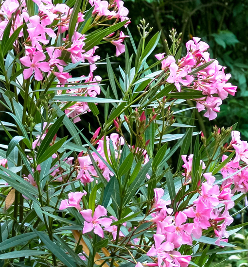 Oleander