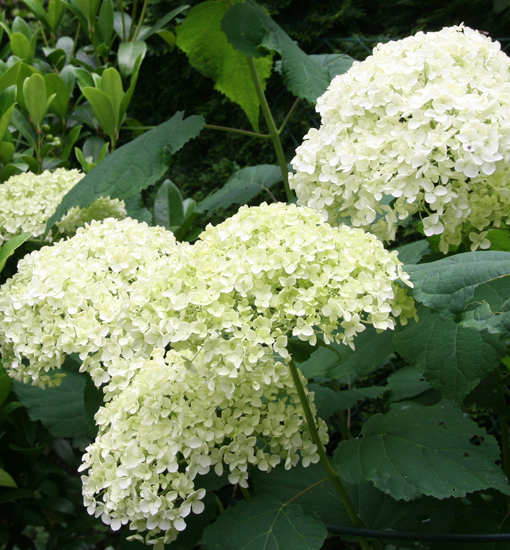 Waldhortensie