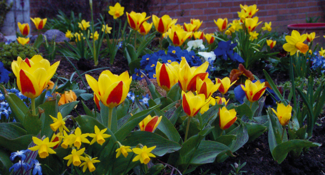 Tulpe