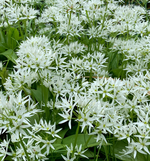 Bärlauch