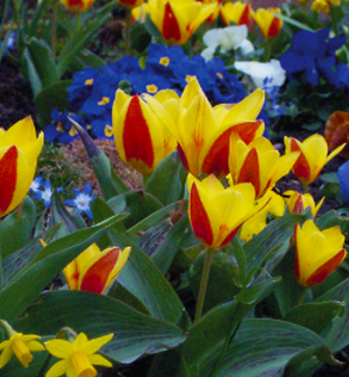 Tulpe