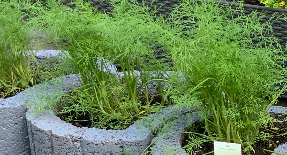 Dill