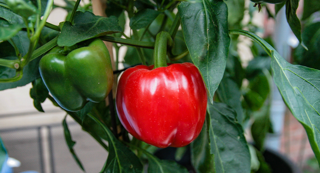 Paprika