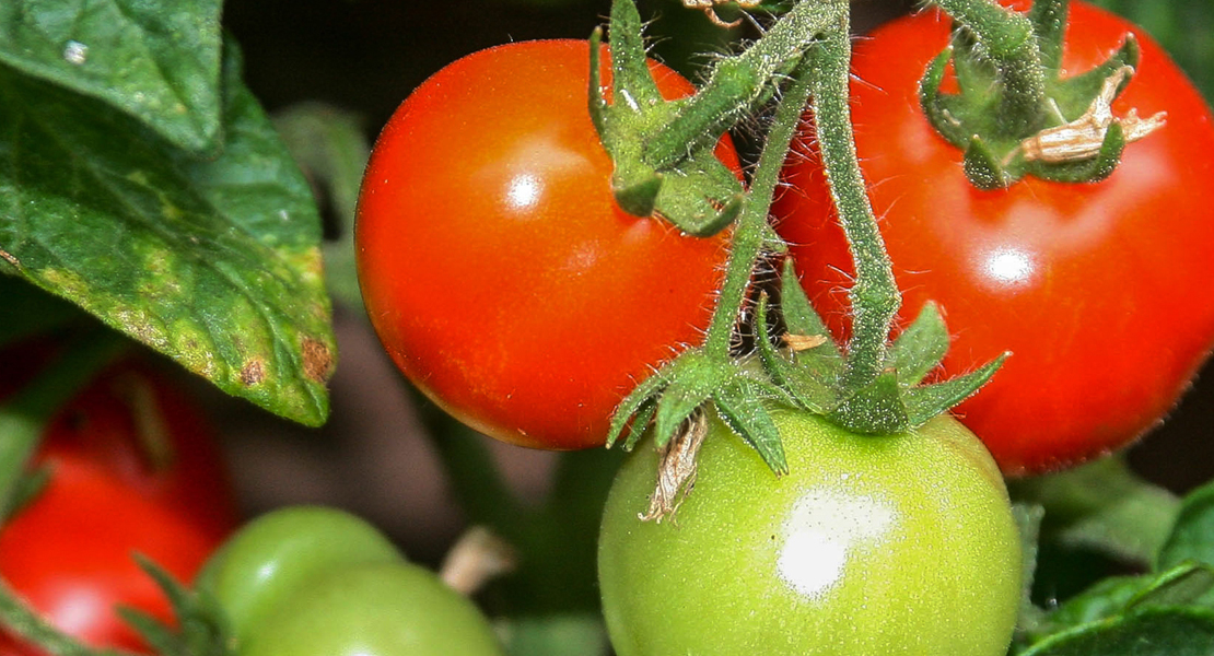 Tomate