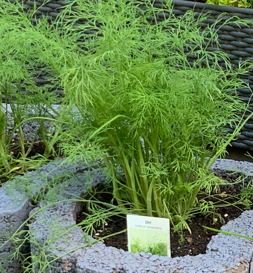 Dill