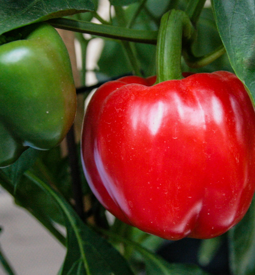 Paprika