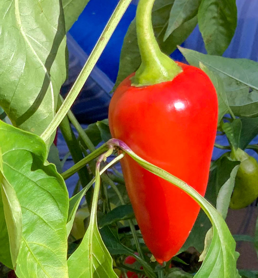 Spitzpaprika