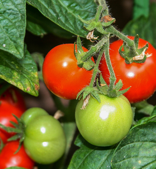 Tomate