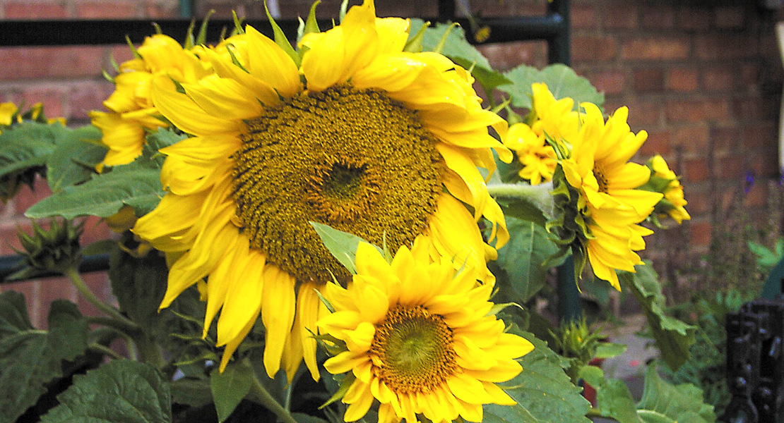 Sonnenblume
