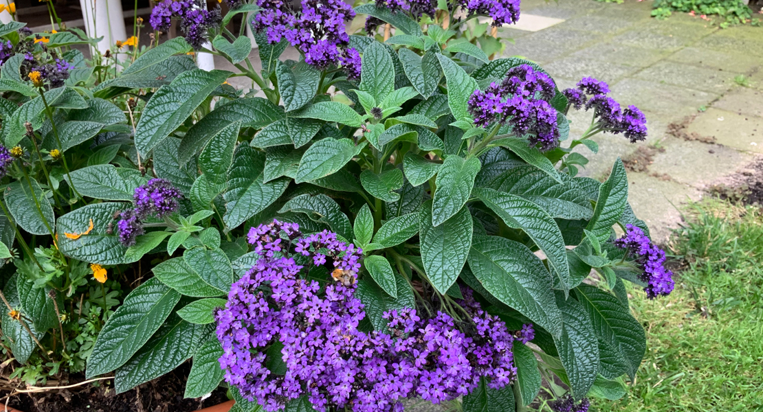 Vanilleblume