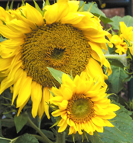 Sonnenblume
