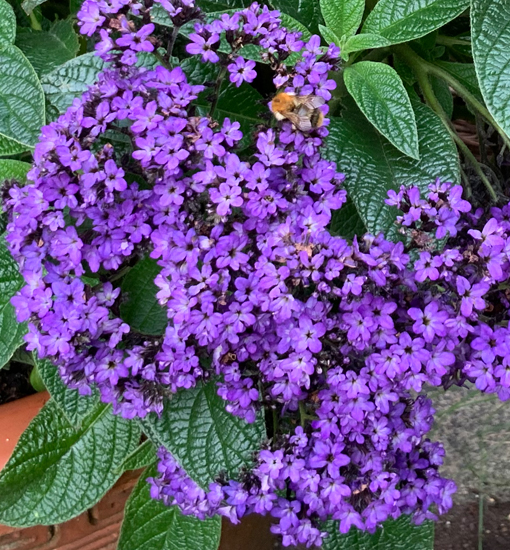 Vanilleblume
