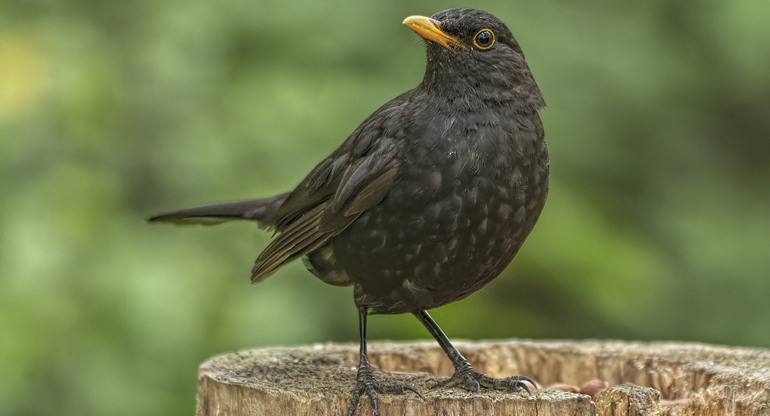 Amsel
