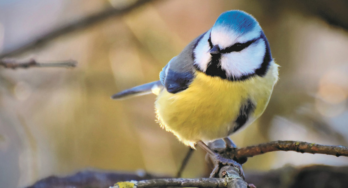 Blaumeise
