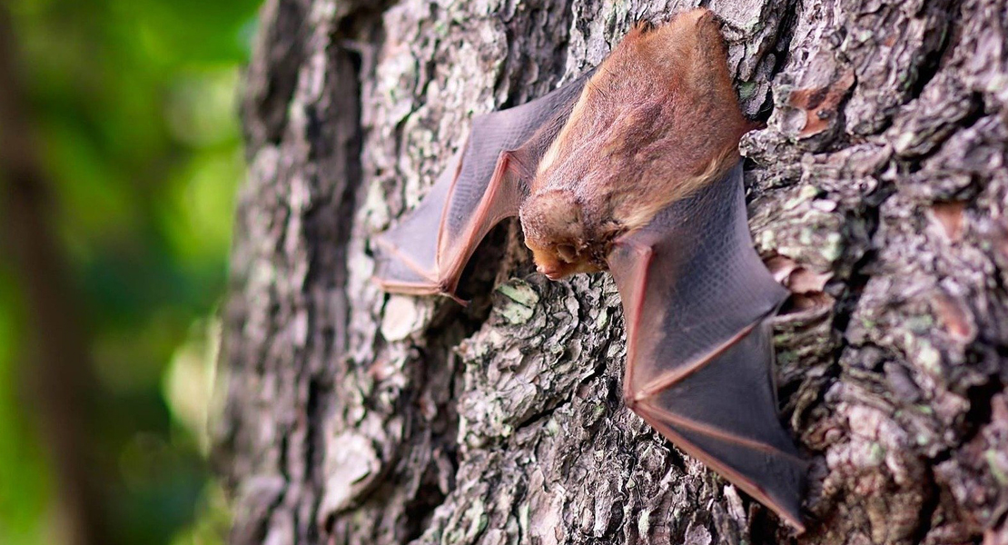 Fledermaus