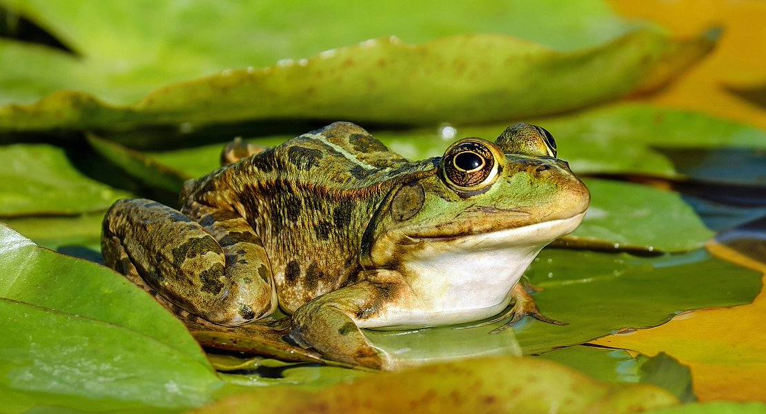 Frosch