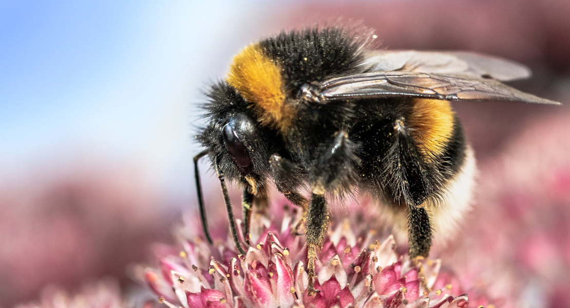 Hummel