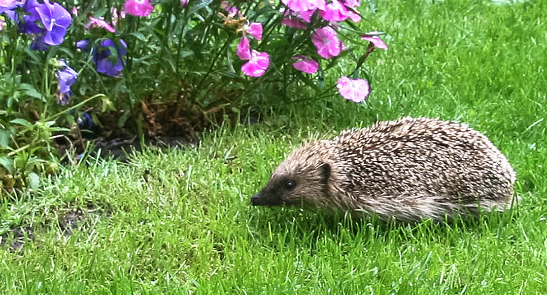 Igel