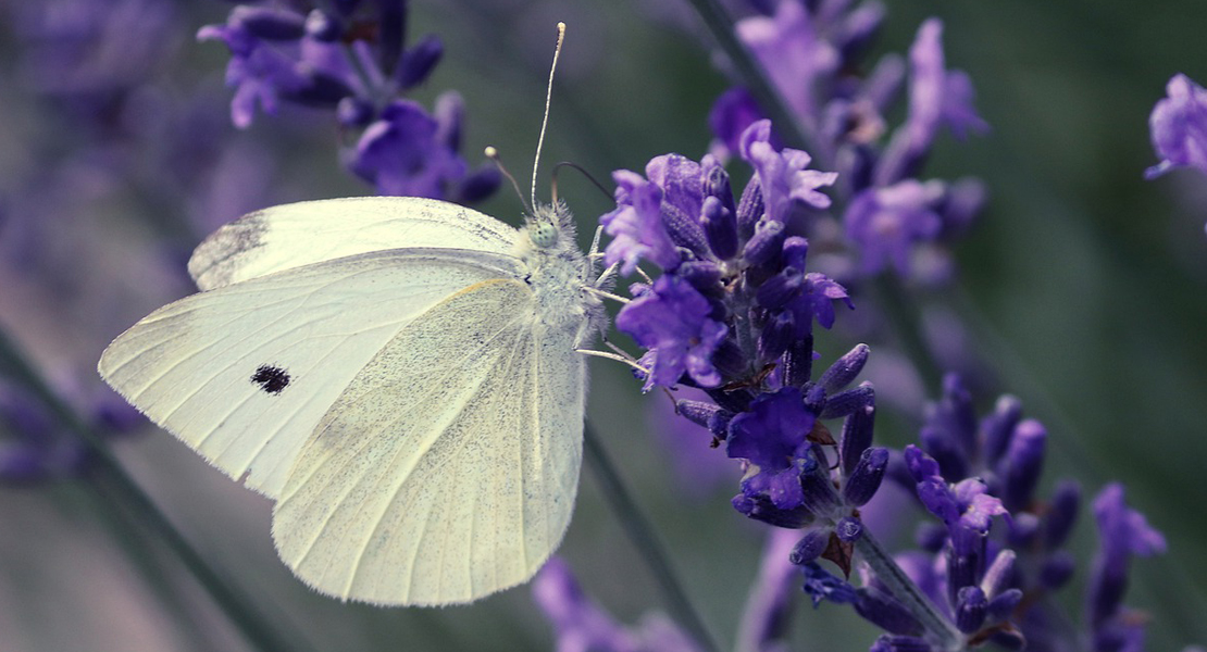 Schmetterling