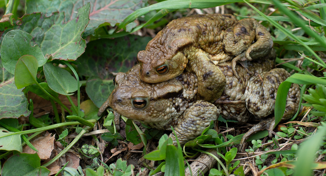 Kröte