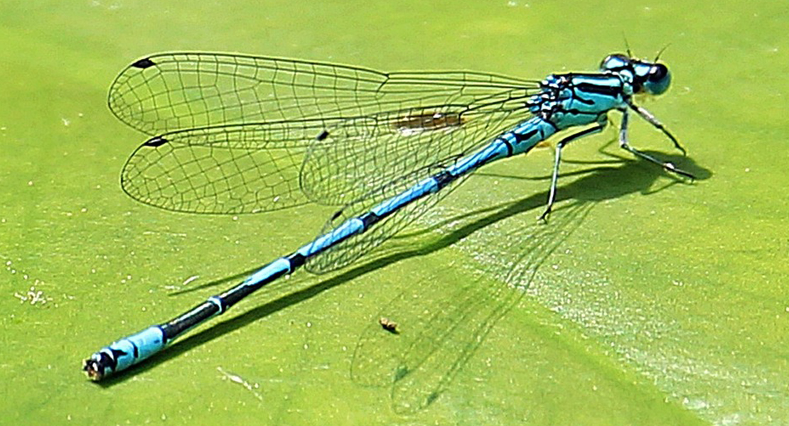 Libelle