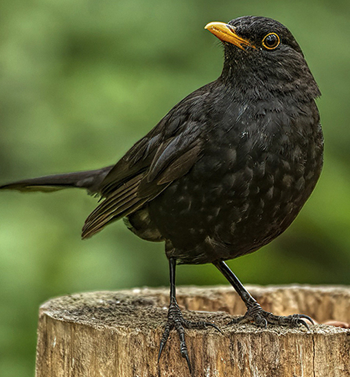 Amsel