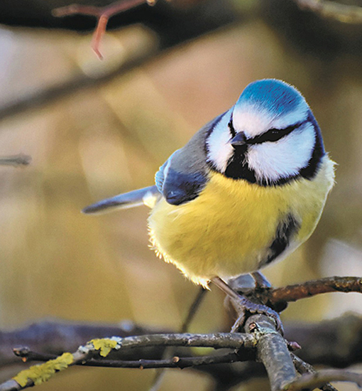 Blaumeise