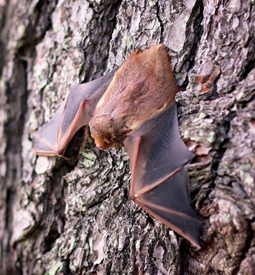 Fledermaus