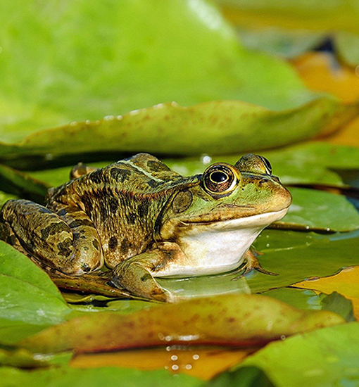 Frosch