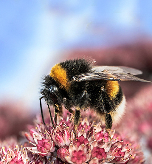 Hummel